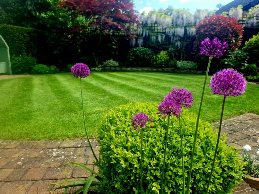 Striped lawn with clipped box, purple alliums in flower and wisteria on the trellis behind