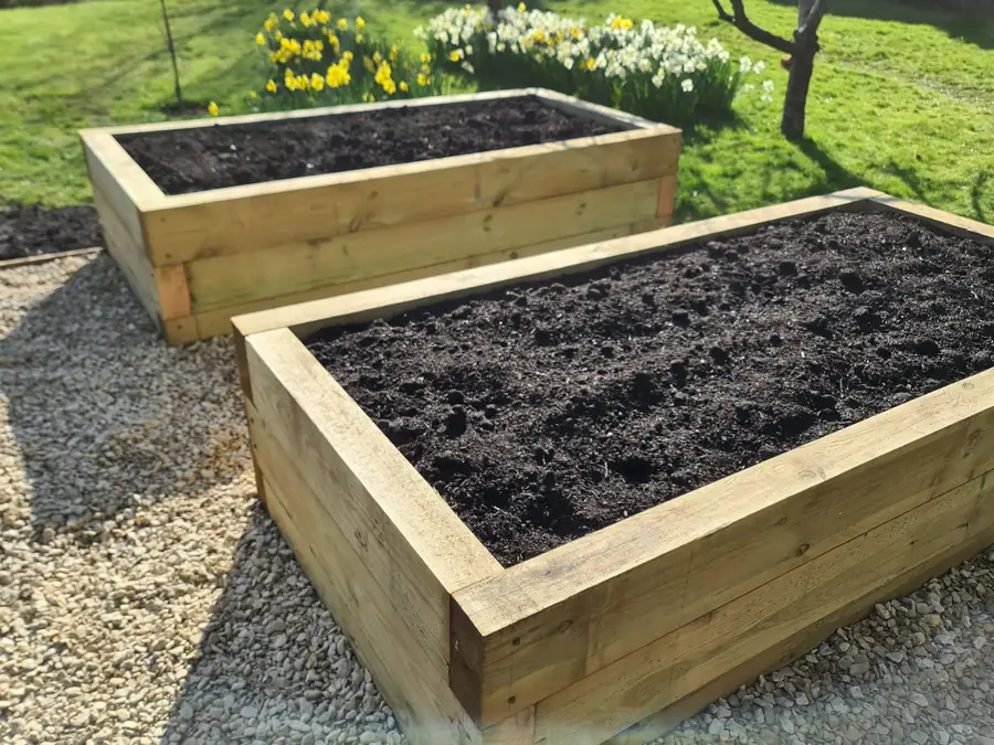 Two new timber raised beds on gravel, filled with compost, with daffodils flowering behind
