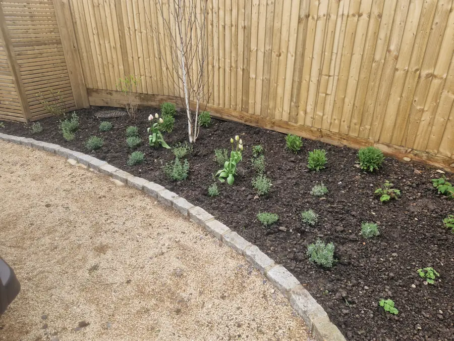 New front garden planting scheme, edged with granite setts beside a gravel path, with a multi-stem birch against a new fence