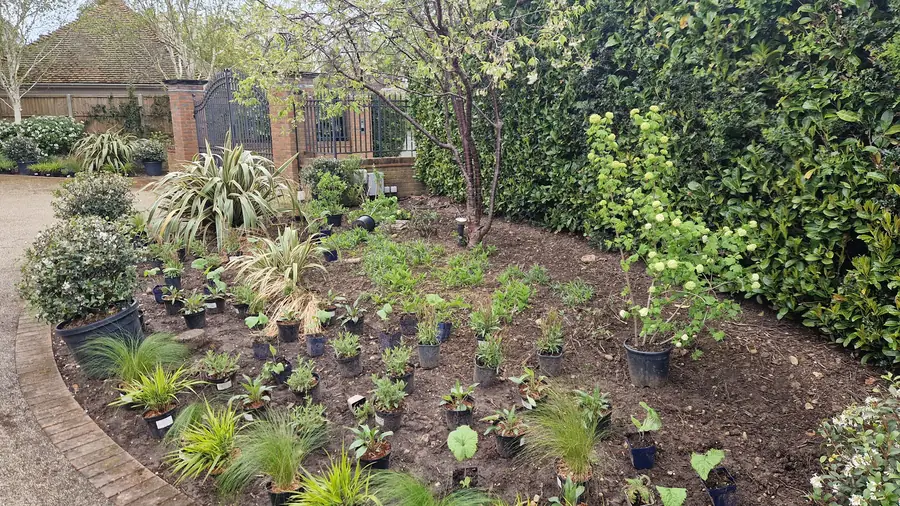 Border prepared with plants still in their pots, set out in position ready to be planted