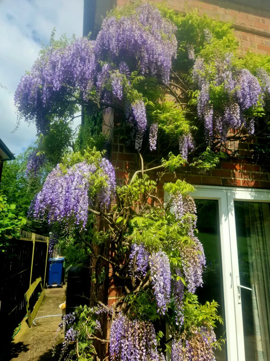 Garden Maintenance project by JW Garden Services in the Aylesbury area — example 3