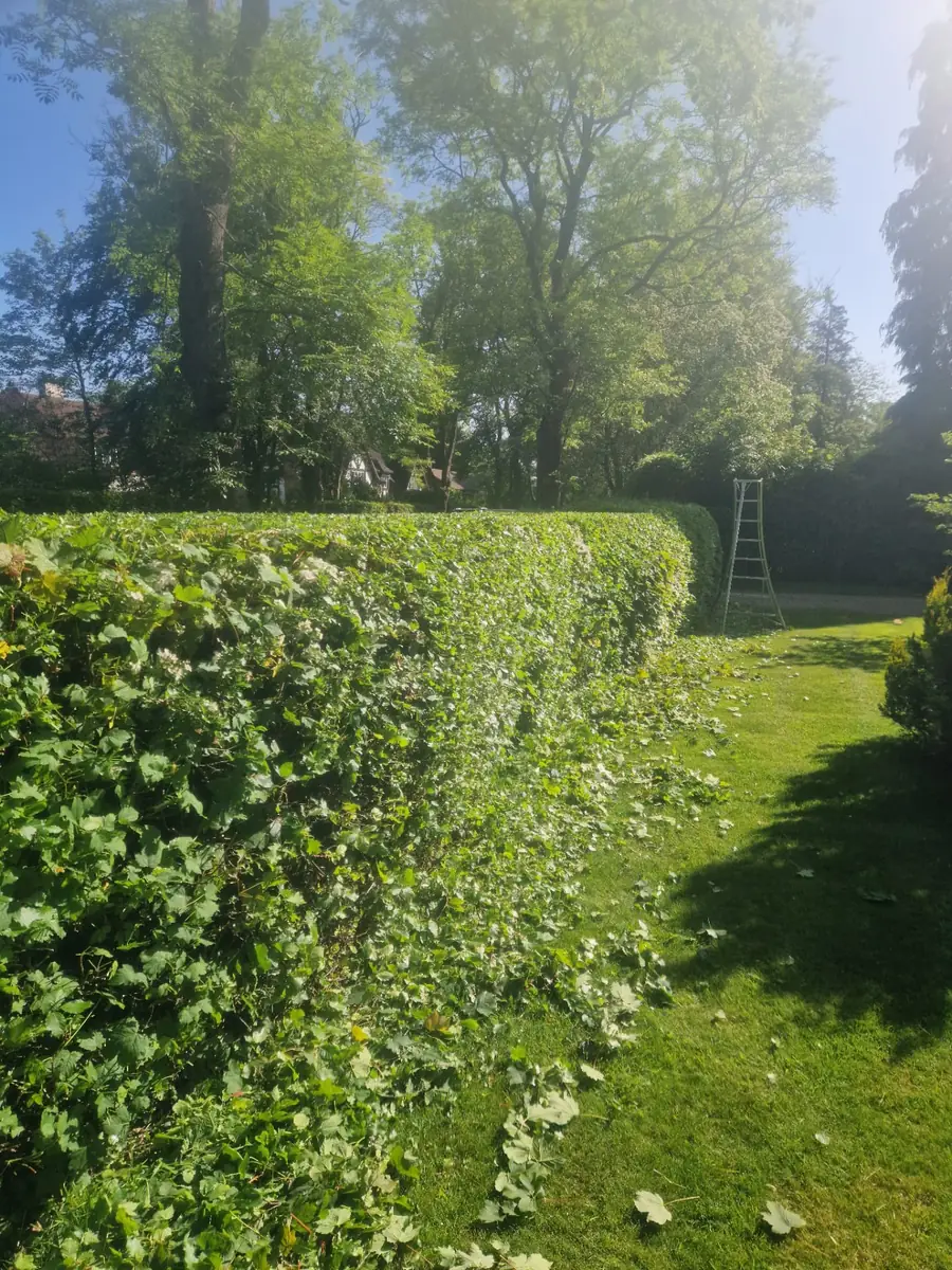 Tall garden hedge freshly cut level along the top, with clippings on the lawn below