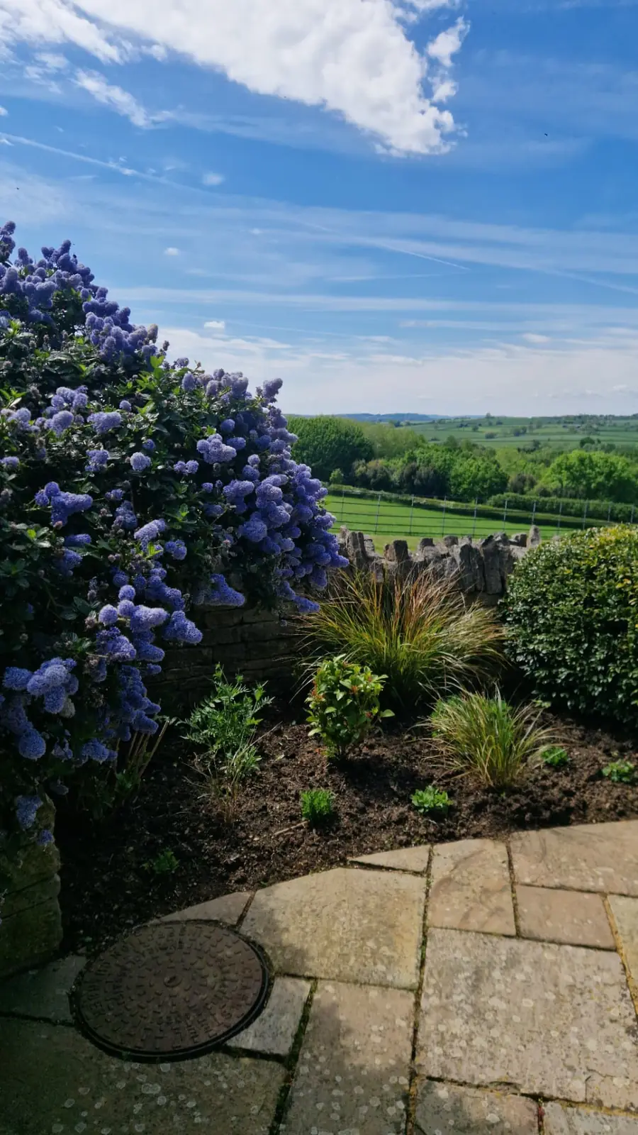 Ceanothus in full bloom beside a stone wall with countryside views, garden maintained near Aylesbury